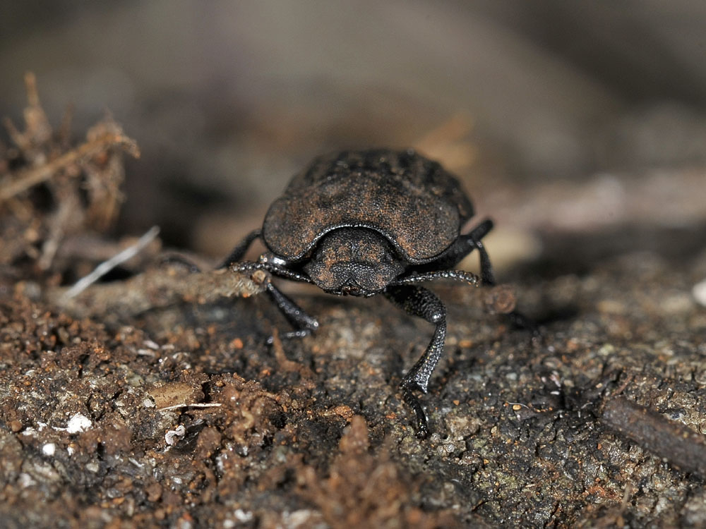 Opatrum sabulosum ssp. sabulosum (Tenebrionidae)